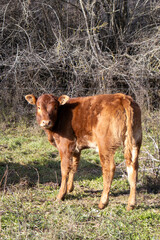calf looking at camera in vertical format