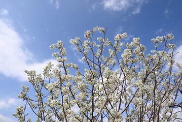 6月に果実を収穫できるジューンベリーの木に、春、満開の美しい花が咲く風景