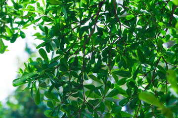 Green leaves expressing the richness of nature and shade trees, abstract background.