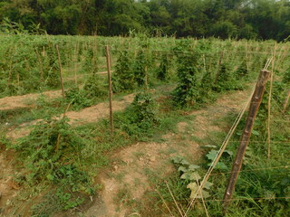 Green bitter melon, Bitter gourd or Bitter squash hanging from a tree on a vegetable farm. Fresh...