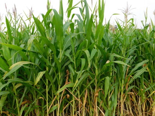 Obraz premium big green grass in the meadow 