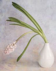 Wilting hyacinth flower in a vase, still life. - 786303102
