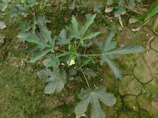 Orka, ladyfinger plant growing in field, orka plant © jayanta85
