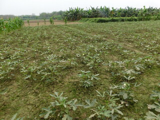 Orka, ladyfinger plant growing in field, orka plant © jayanta85