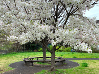 東京都杉並区内の公園の桜