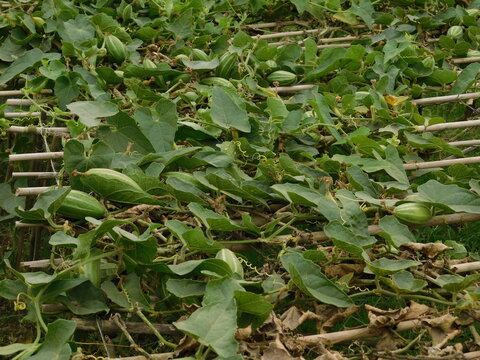 Close up of green pointed gourd in the vegetable garden