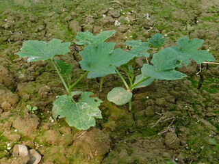 A few beautiful fresh ridge gourd plants. 