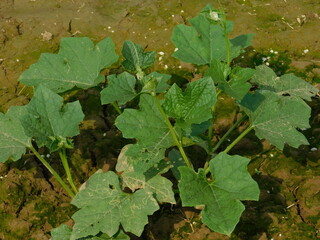 Fototapeta premium A few beautiful fresh ridge gourd plants. 