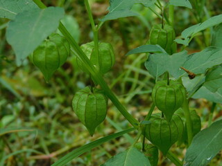 fresh, plant, healthy, background, closeup, nutrition, golden berry, tropical, orange, physalis, vitamin, food, leaf, health, gooseberry, nature, natural, organic, exotic, vegetarian, yellow, fruit, s