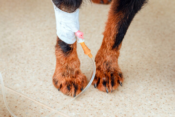 Pet oncology, the dog receives chemotherapy at the veterinary clinic. closeup.