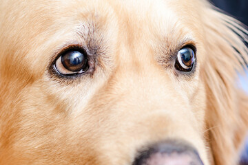 Dog golden labrador retriever portrait expressive eyes.closeup.