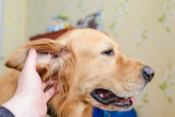 Golden labrador retriever dog is petted and loved by its owner. Closeup.