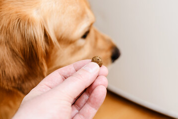 Golden labrador retriever dog does not eat pet food. - obrazy, fototapety, plakaty