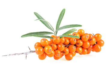 Fresh ripe berries of sea buckthorn with green leaves isolated on a white background. Wild berries.