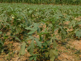 Orka, ladyfinger plant growing in field, orka plant © jayanta85