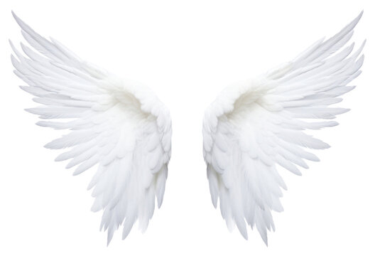 PNG  Pair of angel wings white bird white background