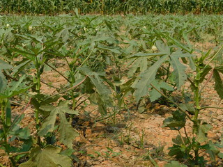 Orka, ladyfinger plant growing in field, orka plant © jayanta85