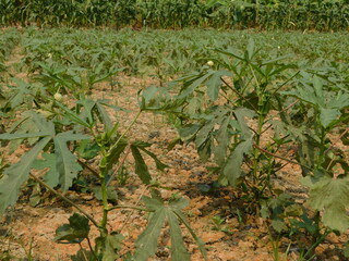 Orka, ladyfinger plant growing in field, orka plant © jayanta85