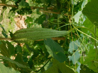 growth stages of ridge gourd.organic rooftop terrace gardening.organic vegetable terrace garden.	