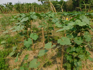 Orka, ladyfinger plant growing in field, orka plant © jayanta85