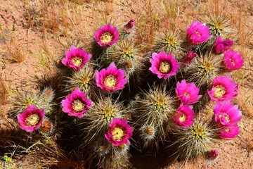 Flowering Hedge Hog cactus - 786310126
