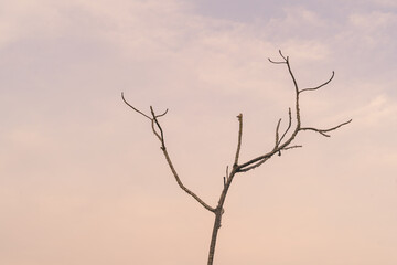Photograph of tree branches with white background