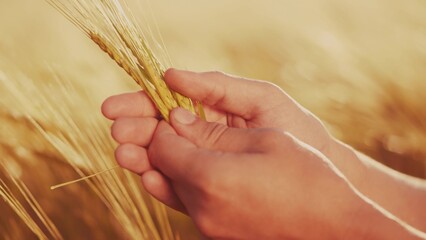 Obraz premium Agriculture. farmer hands hold spikelets of yellow ripe wheat farm in the field. agriculture business concept. close-up of a farmer hands examining sprouts of ears sunset of ripe wheat at in an field