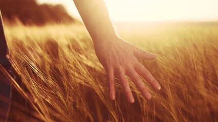 Naklejka premium Agriculture. close-up of a farmer hand touching spikelets of yellow wheat at sunset. agriculture business concept. farmer hand touches the wheat in the agricultural field lifestyle