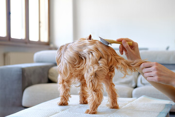 Unrecognised Female Doing Hand Stripping For Her Purebred Dog Yorkshire Terrier At Home Background....