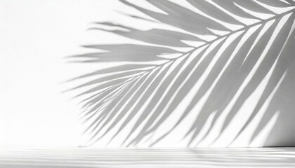 Sunlit Serenity: White Wall, Palm Leaf Shadow