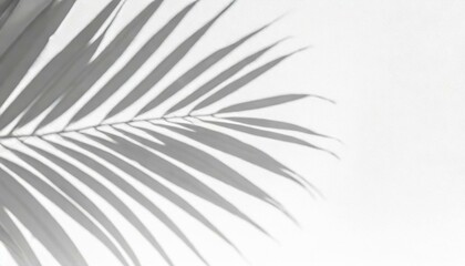 Obraz premium Whispers of Nature: Palm Leaf Silhouette