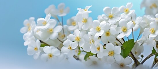 Spring forest white flowers primroses