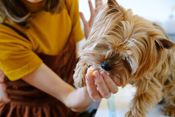 An Unrecognized Woman Giving Omega 3 Vitamins Pills His Yorkshire Terrier's At Home. Dog's Skin And...