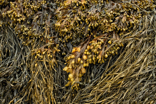 Bladder wrack seaweed
