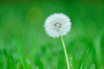A single dandelion, a flowering plant with yellow petals, stands out in the green grass of a natural landscape. Its pollen can be seen up close in macro photography