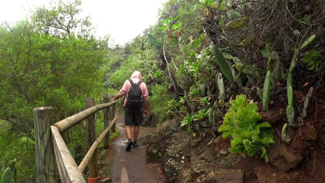Man walking along a beautiful path in the Laurisilva forest of Los tilos de Moya, Gran Canaria