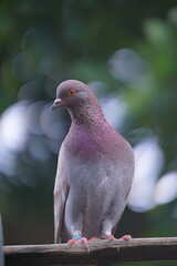 purple pigeon on the bamboo rack with green blurred background 