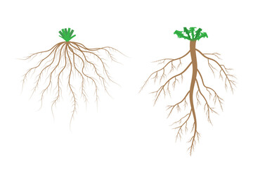 Root systems. Fibrous root system and taproot system.