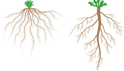Root systems. Fibrous root system and taproot system. - obrazy, fototapety, plakaty