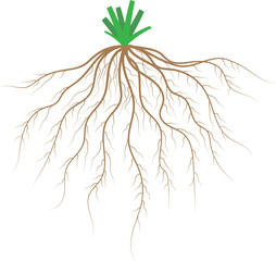 Fibrous root system. Monocots. Diagram.