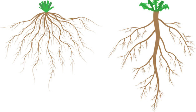 Root systems. Fibrous root system and taproot system.