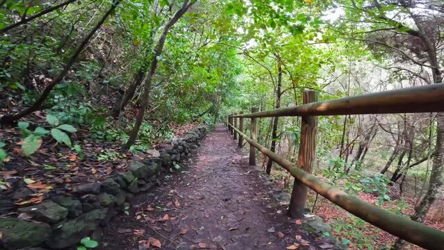 Beautiful walking path in the Laurisilva forest of Los tilos de Moya, Gran Canaria