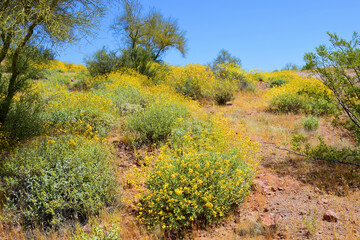 Central Sonora Desert Arizona Wildflowers, Brittlebush and Texas Bluebonnets - 786319903