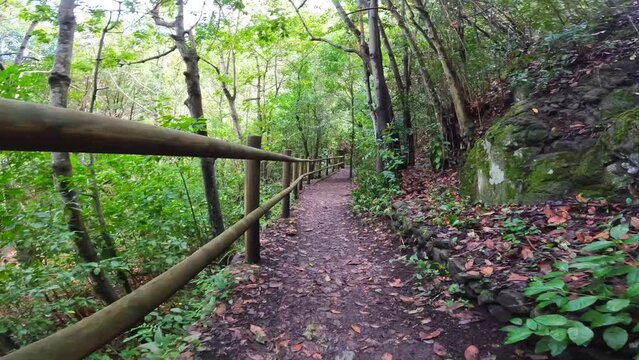 Beautiful walking path in the Laurisilva forest of Los tilos de Moya, Gran Canaria