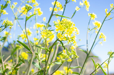Jeju Island's canola flower in full bloom against the backdrop of Seongsan Sunrise Peak