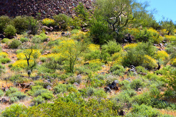 Central Sonora Desert Arizona Wildflowers, Brittlebush and Texas Bluebonnets - 786320917