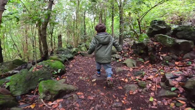 A boy walking in the Laurisilva forest of Los tilos de Moya in Doramas, Gran Canaria