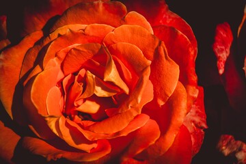 Orange rose on a dark background, close up.
