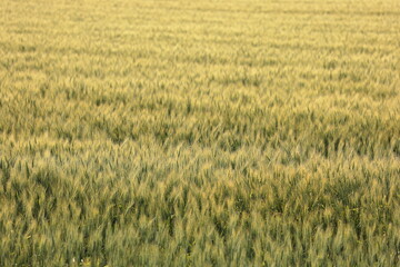色づきが進む7月半ばの麦畑