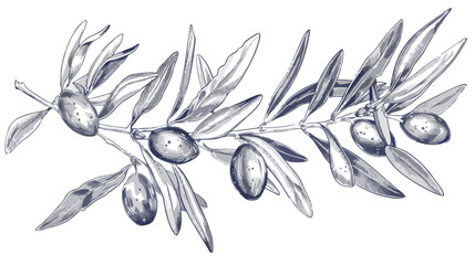 Olive sketch element. Olive branches isolated. Vector - obrazy, fototapety, plakaty